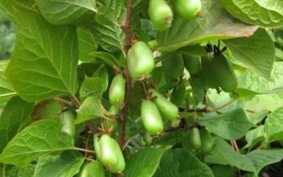 Зеленые плоды актинидии на ветке с листьями - Славна