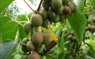 Виноградная