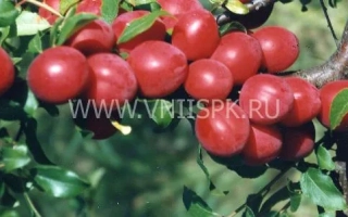 Июльская роза (Июньская роза, Комета ранняя)