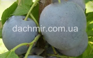 Киевская гибридна