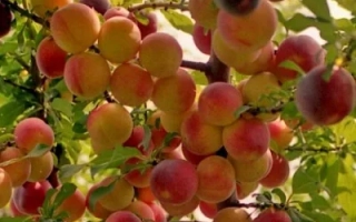 Симоновская