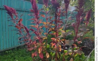 Рубиновый Букет