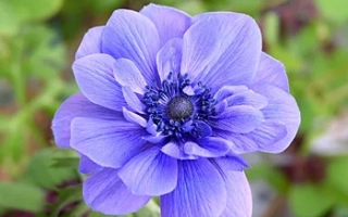 Голубое Пламя