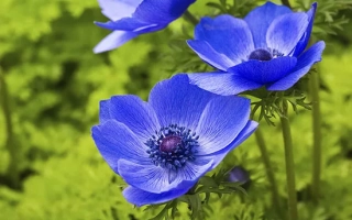 Очарование