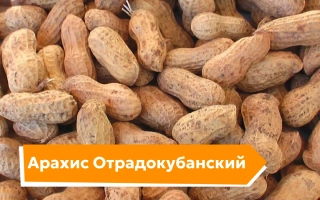 Отрадокубанский