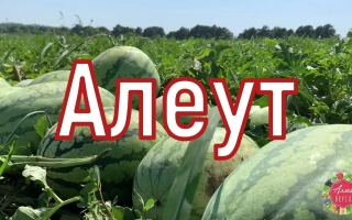 Алеут