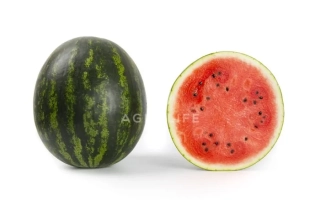 Арбуз Керрол | Carroll — целый плод и разрезанный пополам на белом фоне