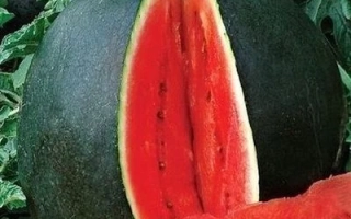 Семена арбуза Коралл на фоне листьев - Коралзиньу