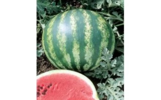 Арбуз Crimson Glory F1 на грядке с разрезанным плодом - Кримсон Глори F1