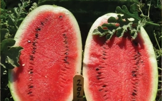 Ерли Саманта F1