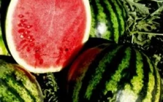 Эрли Джитана F1