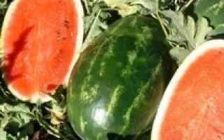 ЭРЛИ САМАНТА F1