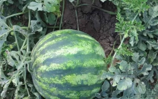 Арбуз на грядке - Ева