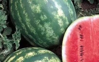 Арбузы на грядке, один разрезан, видна красная мякоть - Еврика F1