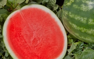 Фасинейшен