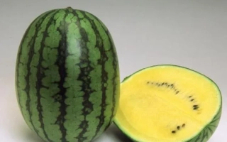 Голден Тайгер