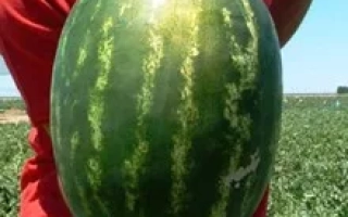 Карнаката F1