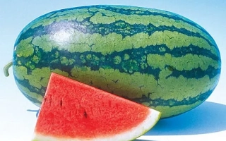 Арбуз Кенди МС F1 на синем фоне