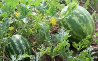 Арбузы Княжич растут в поле