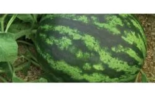 Колумбия РЦ F1