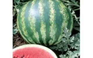 Кримсон Глори F1