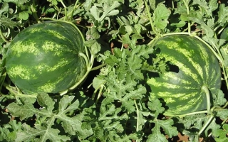 Кримсон Свит