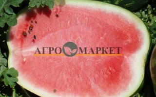 Срез арбуза с надписью АГРОМАРКЕТ на фоне зелени - Медисон F1