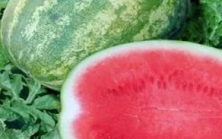 Маджестик F1