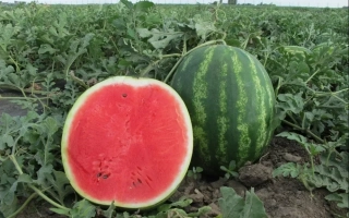 Мелитопольский 60