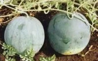 ОГОНЬОК /  ОГОНЕК