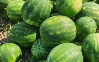 Куча арбузов на земле - Олимпия F1