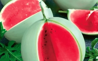 PAMIAT KHOLODOVA MELON