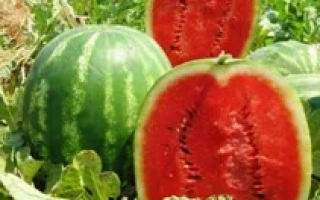 Призматика F1