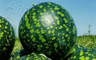 Русская Березка