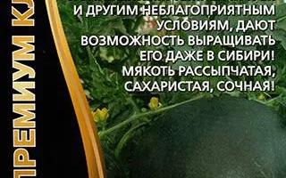 Сахарная Молния