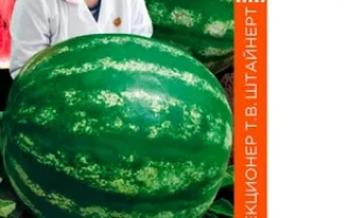 Сахарные Уста