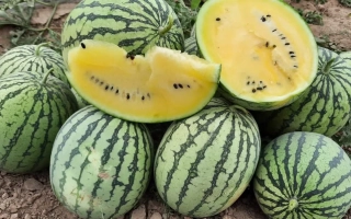 Шампанський Кавун