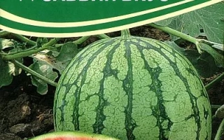 Саввин Вкус