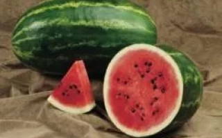 Селебрешн F1