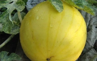 Сонячний ДАР