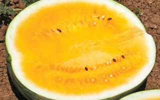 Сонячне сяйво