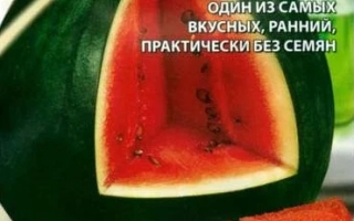 Шустрик