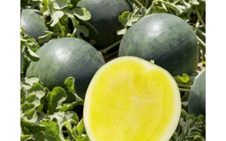 Тропикал Саншайн