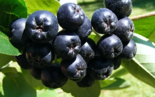 Черноплодная