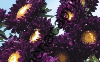Arlekino Violet aster seeds on packaging - ARLEKIN VIOLET WITH WHITE