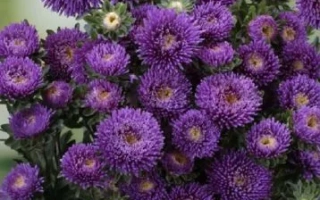 Dark purple aster in bloom