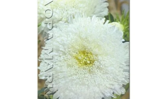 Семена астры БЕЛЫЙ ШАР на упаковке - БЕЛЫЙ ШАРИК