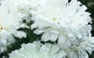 Белые цветы астры на фоне зелени - БЕРЕЗКА