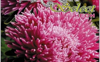 Пакет семян астры ДРАКОН НЕОНОВЫЙ с изображением цветка