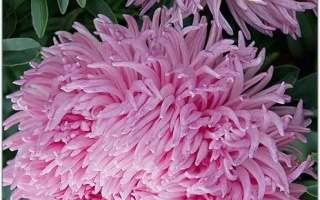 Семена дракона сальмон пинк на упаковке - ДРАКОН РОЗОВЫЙ